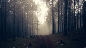 trees, fog, forest