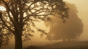 trees, fog, haze, the fence - wallpapers, picture
