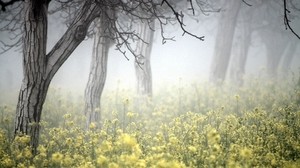 trees, fog, grass, colors, bark - wallpapers, picture