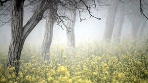 trees, fog, grass, colors, bark