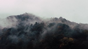 alberi, nebbia, cima