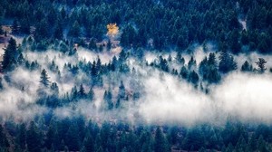trees, fog, top view - wallpapers, picture