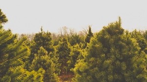 trees, treetops, summer - wallpapers, picture