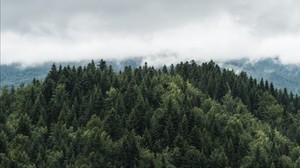 alberi, cime, nebbia, nuvole