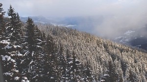 trees, peak, snow