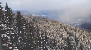 Bäume, Gipfel, Schnee