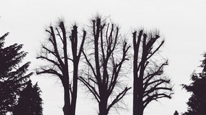 trees, branches, aesthetic, black and white (bw) - wallpapers, picture