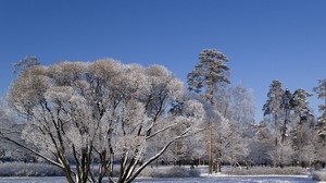 trees, branches, spreading, winter, snow, sky, clear