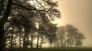 树木，树枝，雾，浓密，令人毛骨悚然，虚空