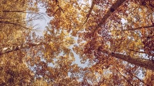 trees, bottom view, autumn - wallpapers, picture