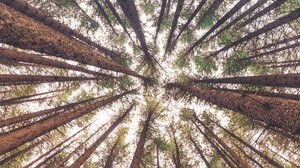 trees, bottom view, trunks - wallpapers, picture