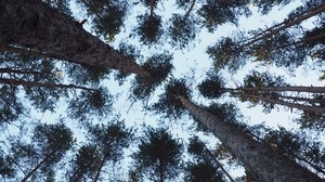 trees, bottom view, trunks, branches - wallpapers, picture
