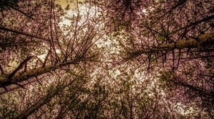trees, bottom view, branches, sky - wallpapers, picture