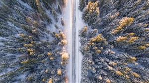 trees, top view, road, winter - wallpapers, picture