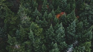 trees, top view, forest - wallpapers, picture