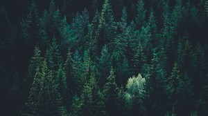 trees, top view, forest, dark - wallpapers, picture
