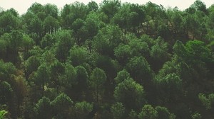 alberi, vista dall’alto, fogliame