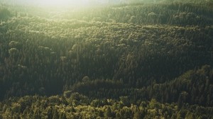 trees, top view, light - wallpapers, picture
