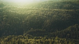 trees, top view, light