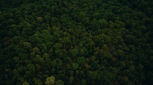 trees, top view, green - wallpapers, picture
