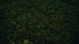 árboles, vista superior, verde