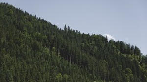 puut, mäki, vihreä, taivas - wallpapers, picture
