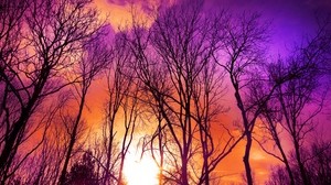 trees, sunset, autumn - wallpapers, picture