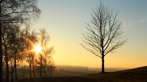 trees, sunset, light