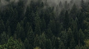 trees, green, fog, forest, shroud, top view