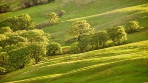 trees, green, meadow, summer - wallpapers, picture