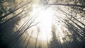 trees, creepy, from below, crowns, fog, sky, forest, grayness