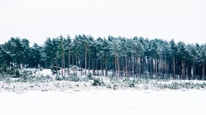 alberi, inverno, foresta