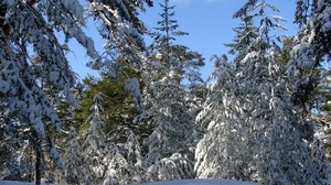 trees, winter, sky, clear, blue, snow, branches, gravity, deflection - wallpapers, picture