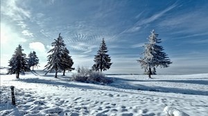 trees, winter, snow - wallpapers, picture