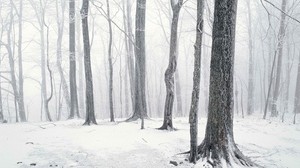 trees, winter, snow, light