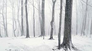 trees, winter, snow, light - wallpapers, picture