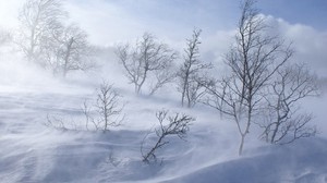 trees, winter, blizzard, wind, snow