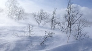 árboles, invierno, tormenta de nieve, viento, nieve