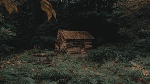house, log hut, forest, trees, fern