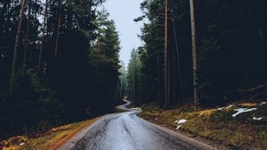 road, trees, winding, spring, asphalt, wet