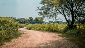 road, trees, bushes, turn, nature - wallpapers, picture