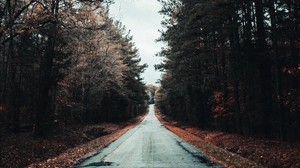 road, trees, autumn, asphalt, foliage - wallpapers, picture