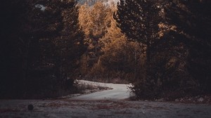 strada, alberi, svolta, autunno