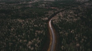 strada, alberi, vista dall’alto, svolta