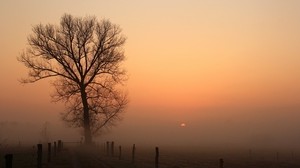 road, tree, fog, columns, haze, dawn - wallpapers, picture