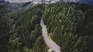road, trees, movement, top view