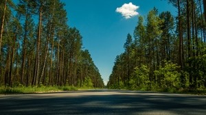 道路、木、夏