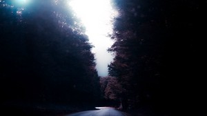road, trees, turn