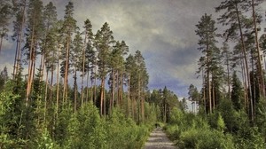 road, trees, pines, tall, trunks, clouds, man, silhouette, cyclist