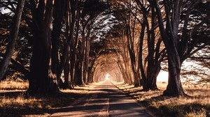strada, alberi, ombra